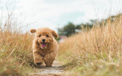 Comment soulager votre chien après l’annonce d’une maladie ?