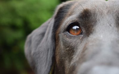 Eviter que son chien se sauve, comment réussir ?